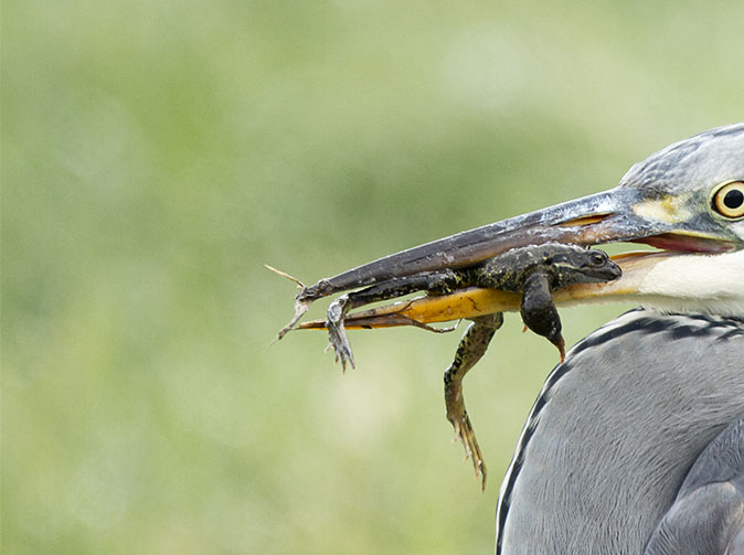 Blauwereiger_Kikker051212.jpg