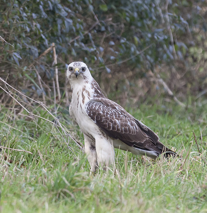 Buizerd271212