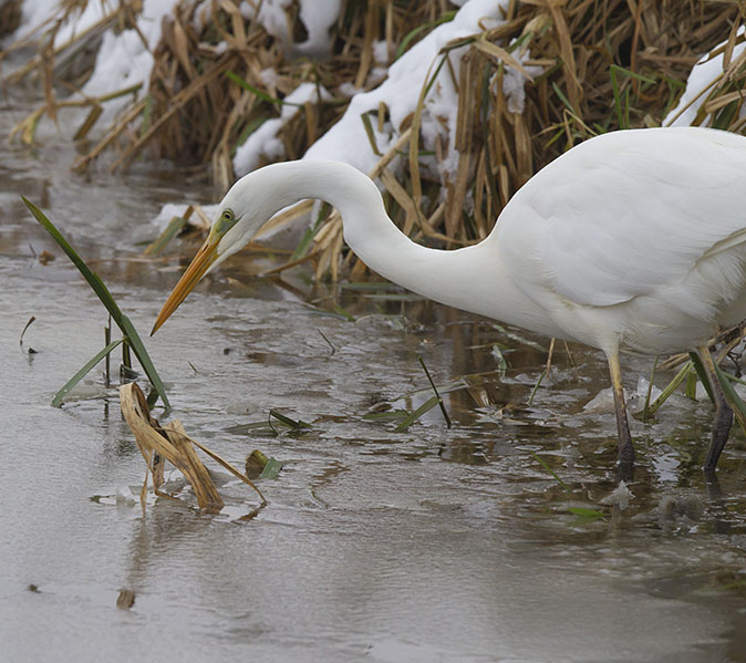 Grotezilverreiger071212A.jpg