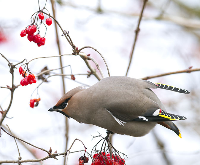 Pestvogel041212K.jpg