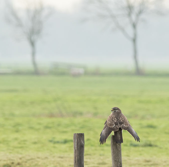 Buizerd091214