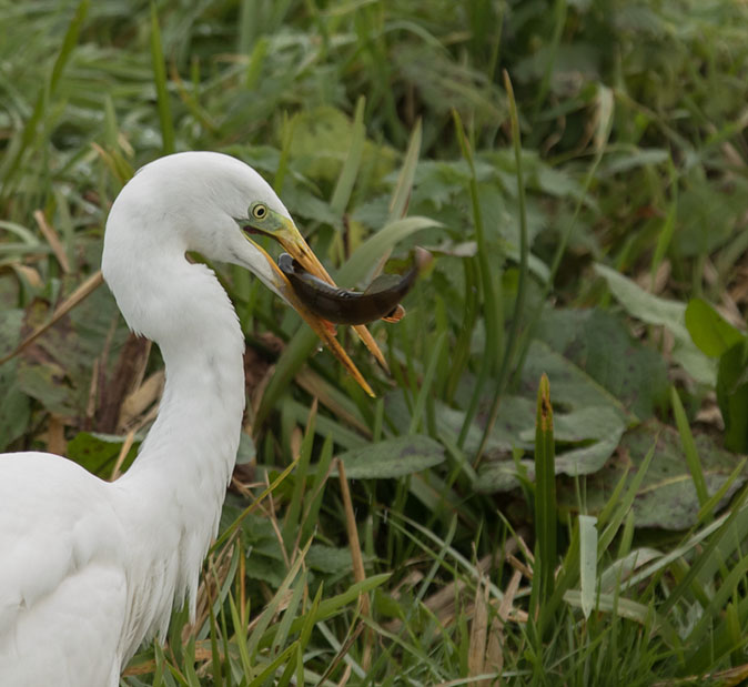 Grotezilverreiger261114A