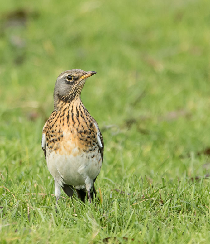 Kramsvogel091214