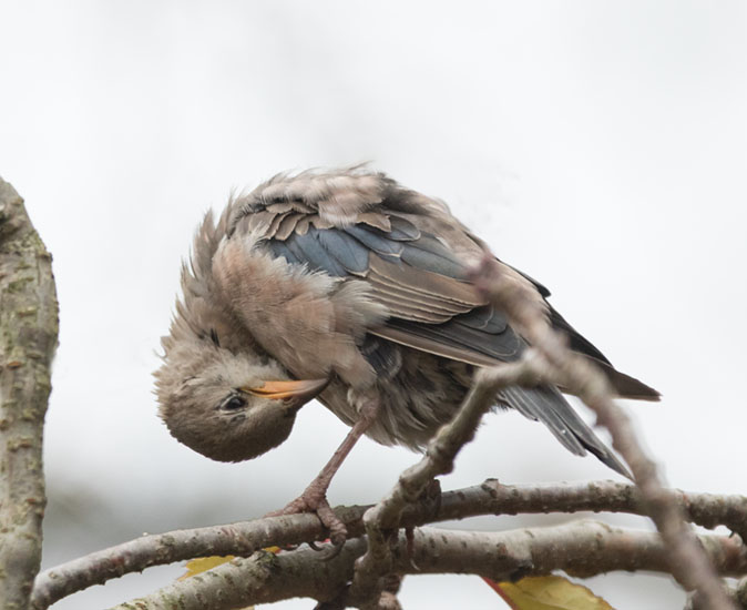 Rozespreeuw011214F