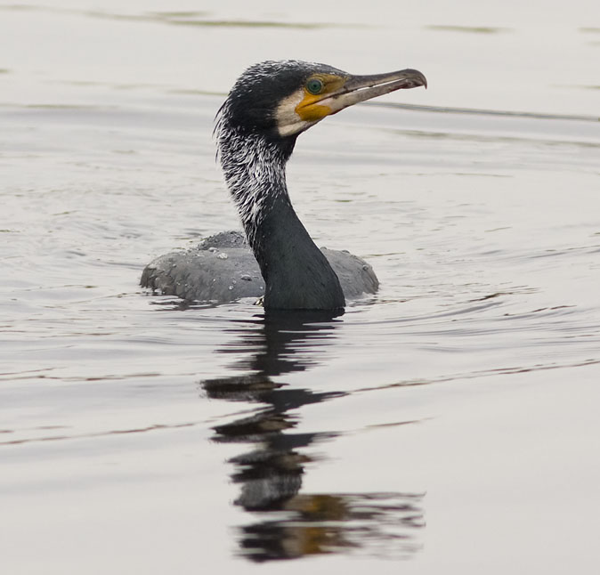 Aalscholver090209.JPG