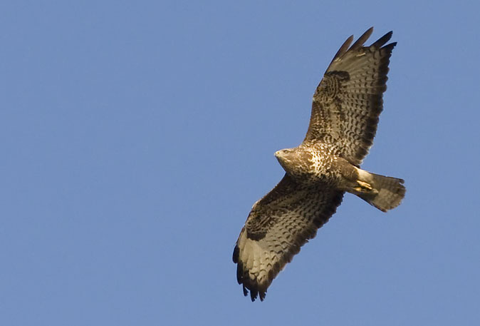 Buizerd240209A.JPG