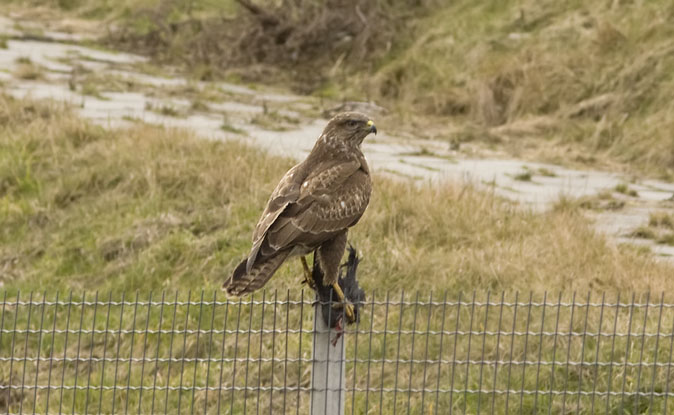 Buizerd260209.JPG