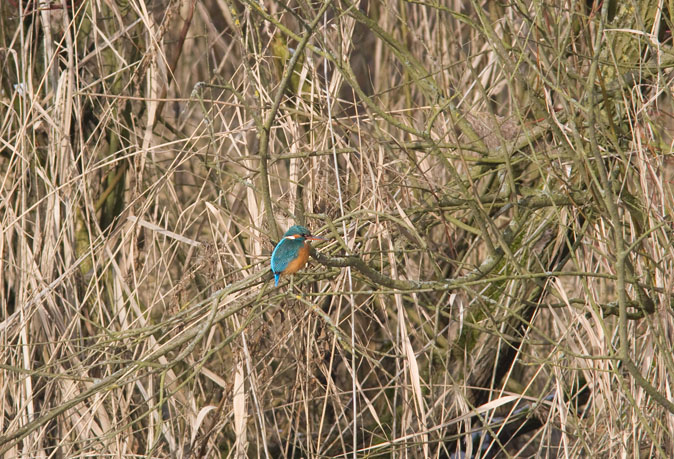 IJsvogel120210.JPG