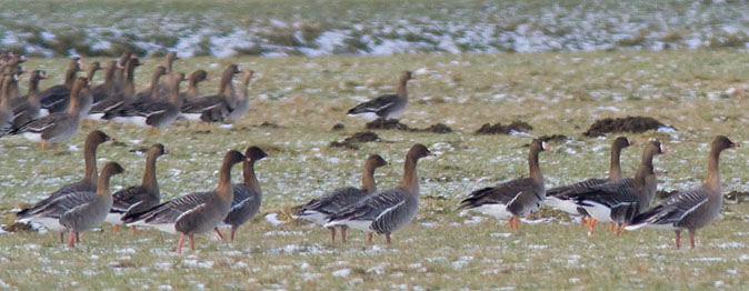 Kleinerietganzen110210A.JPG