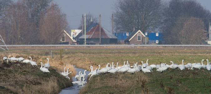 Kleinezwanen090210.JPG