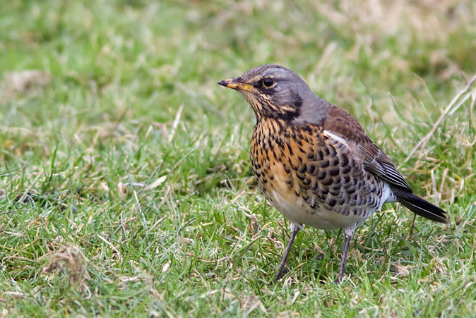 Kramsvogel090210.JPG