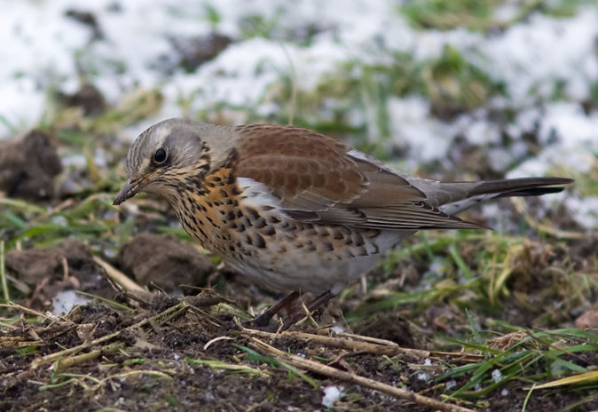 Kramsvogel270110.JPG