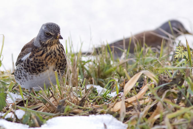 Kramsvogel310110B.JPG