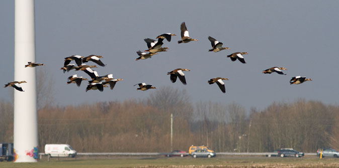 Nijlganzen090210A.JPG