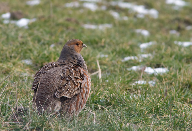 Patrijzen120210E.JPG