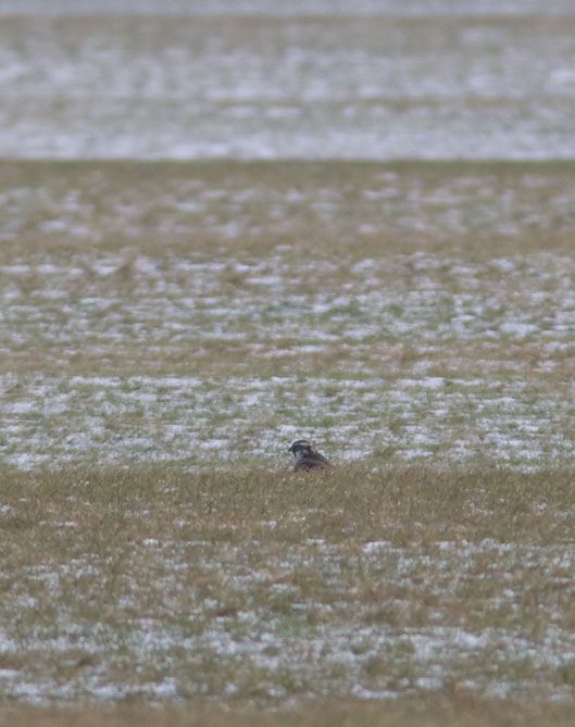Slechtvalk110210.JPG