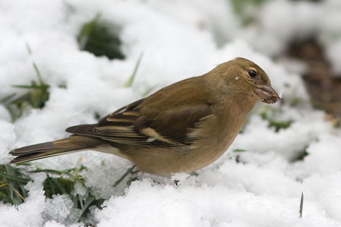 Vink240110.JPG