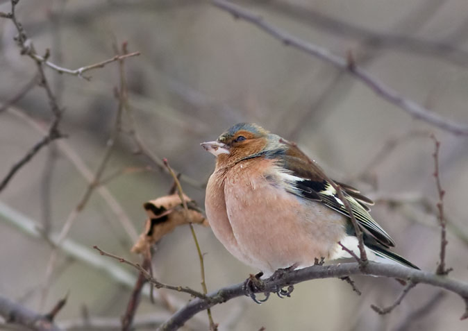 Vink270110.JPG