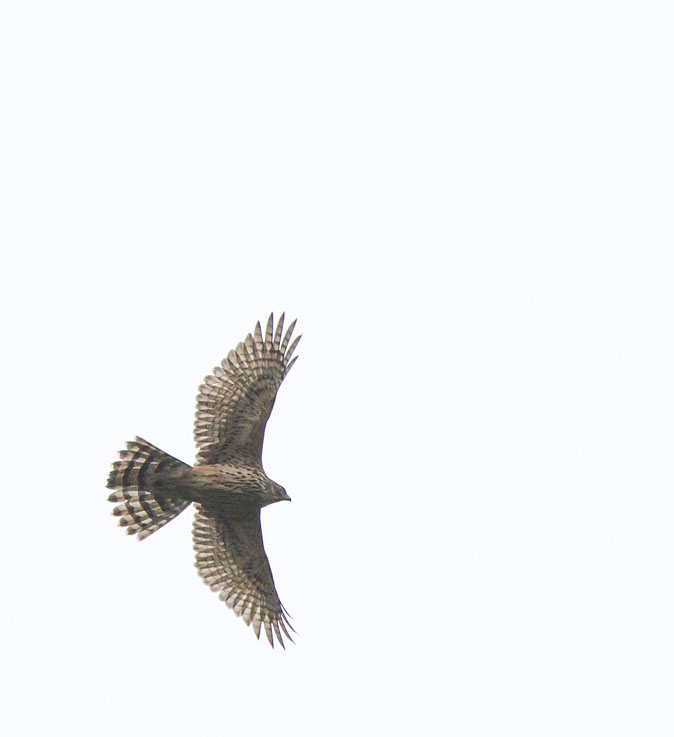 Havik270213A.jpg