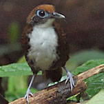 Biocoloredantbird011210_mp3.jpg