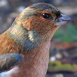 Vink091107G_mp