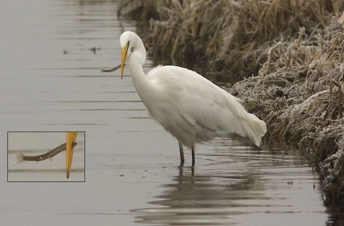 Grotezilverreiger280109A_coll.jpg