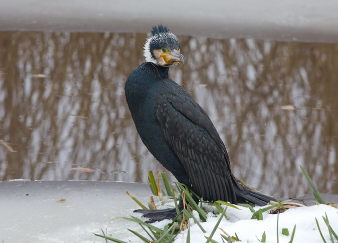 Aalscholver150110E.JPG