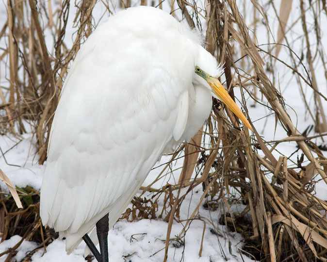 Grotezilverreiger150110F.JPG