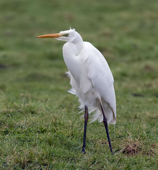 Grotezilverreiger290110C.JPG