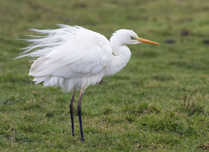 Grotezilverreiger290110E.JPG