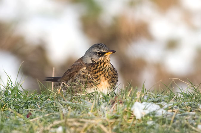 Kramsvogel260110A.JPG