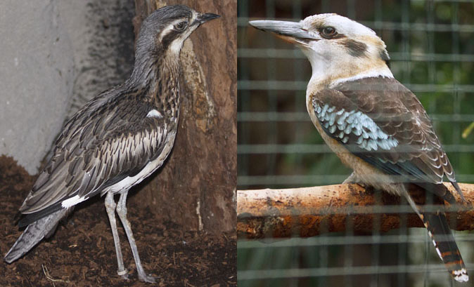 Griel_Kookaburra120111.jpg