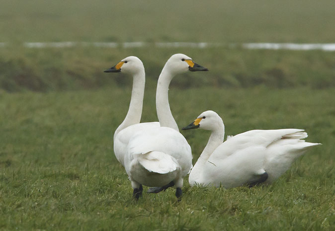 Kleinezwanen060111.JPG