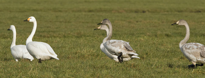 Kleinezwanen100111I.JPG