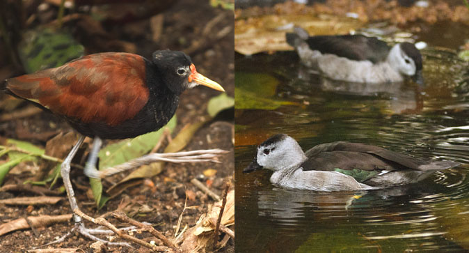 Leljacana_Coromandeleend120111.jpg