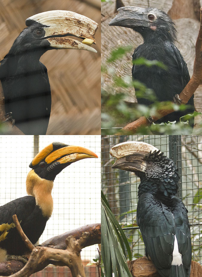 Neushoornvogels120111.jpg
