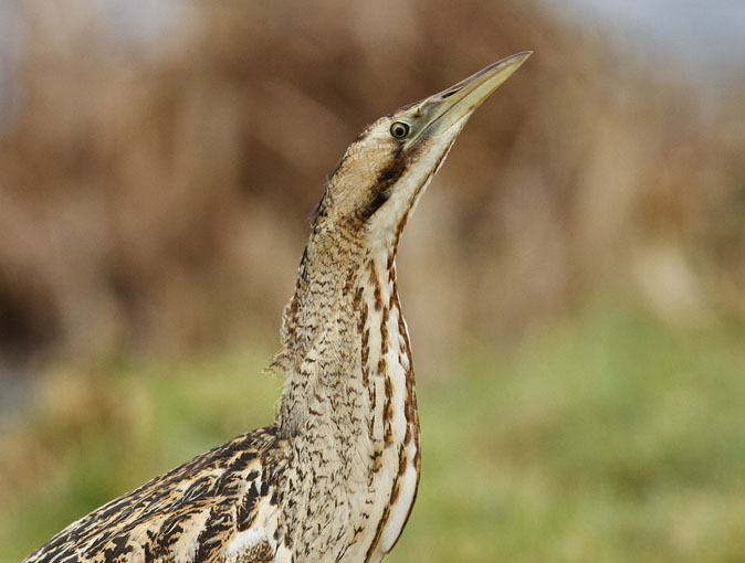 Roerdomp180111J.JPG
