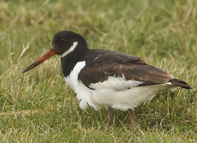 Scholekster050111.JPG