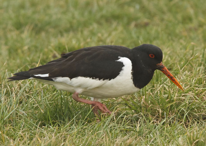 Scholekster050111A.JPG