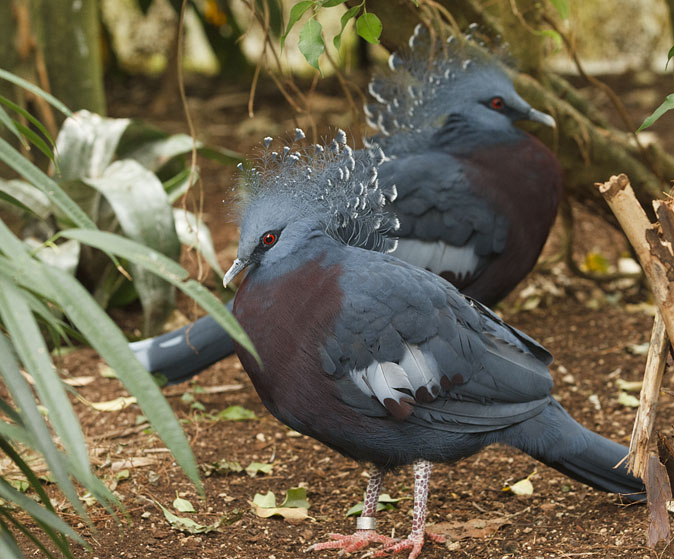 Victoriakroonduif120111.JPG