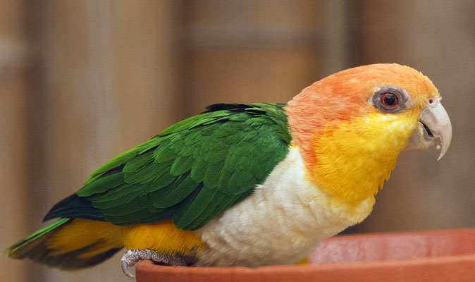 Witbuikcaique120111.JPG