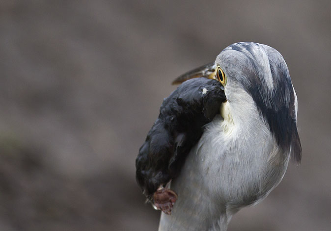 Blauwereiger_mol090112.jpg