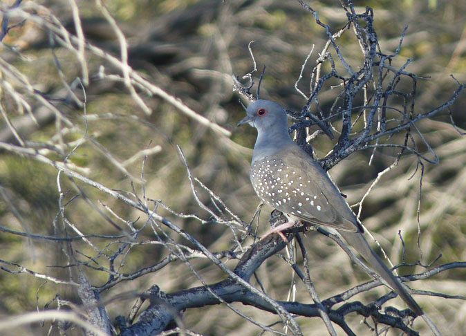 Diamantduif281211.jpg