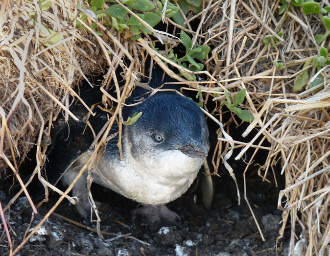 Dwergpinguin020112.jpg
