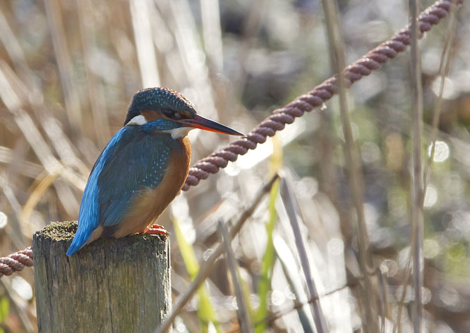 IJsvogel160112.jpg