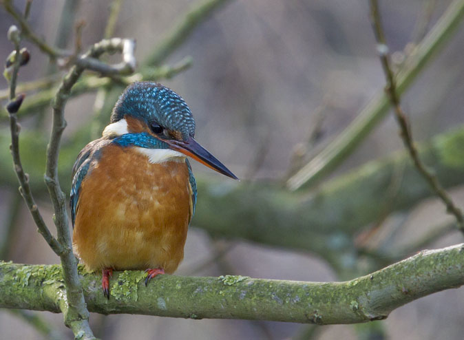 IJsvogel160112B.jpg
