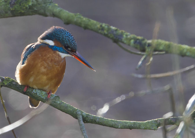 IJsvogel160112D.jpg