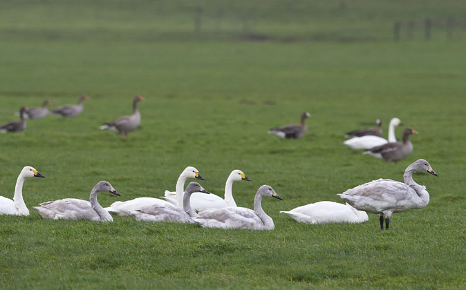 Kleinezwanen050112.jpg