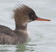Middelstezaagbek060112A_kl.jpg