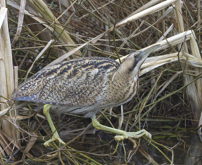 Roerdomp260112K.jpg